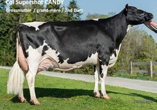 Col Supershot Candy VG-89