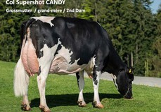 Col Supershot Candy VG-89