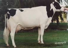 Comestar Laurie Sheik VG-88