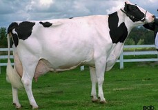 Comestar Laurie Sheik VG-88