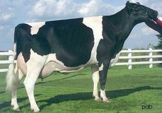 Comestar Model Lady VG-89