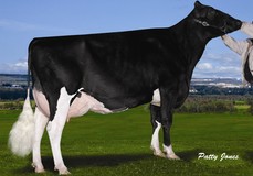 Comestar Lautama Goldwyn VG-88