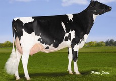Comestar Lautamai Man O Man VG-87