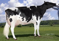 Cookiecutter Shthollerwood EX-92