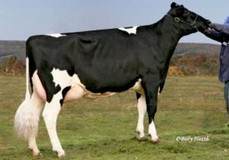 Cookiecutter GLD Holler VG-88