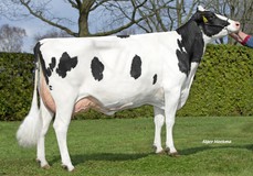 Creijland Delia 1, Solution out of full sister to Manders Dellia 8 VG-87