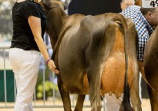 Crossbrook HG Dixie EX-94