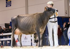 Crossbrook HG Dixie EX-94