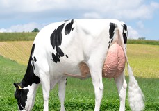 MS Pace Atlanta RDC VG-88