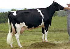 Darlawn Marshell Heaven VG-86