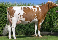 Miss Spark Red, Spark x Missy P RDC VG-87