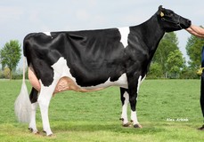 De Biesheuvel Javina 19 VG-88 De Biesheuvel Javina 19 VG-88