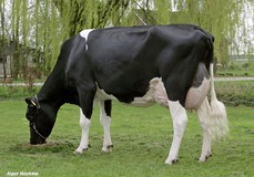 De Biesheuvel Javina 3 VG-87