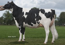 De Oosterhof DG Rose RDC VG-89