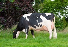 De Oosterhof DG Rose RDC VG-89