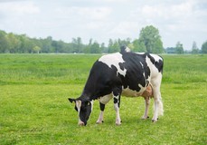 De Oosterhof DG Rose RDC VG-89
