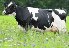 De Oosterhof Dg Rose RDC VG-89