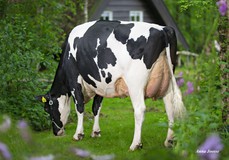 De Oosterhof Dg Rose RDC VG-89