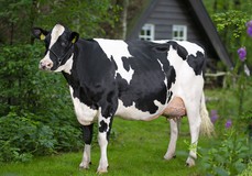 De Oosterhof Dg Rose RDC VG-89