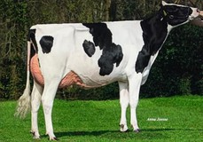 De Rith Thunder Vray VG-88