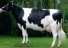 De Biesheuvel Delta Javina VG-88