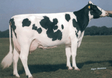 Delta Janienke VG-85