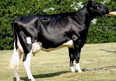 Darlawn Mtoto Honibea VG-85