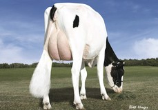 Des-Y-Gen Planet Silk EX-90