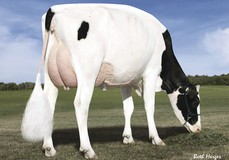 Des-Y-Gen Planet Silk EX-90