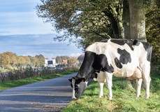 DG OH Donna RDC VG-89