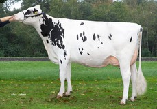 Diekers K&L DL Whiskey RDC VG-85