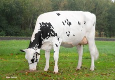 Diekers K&L DL Whiskey RDC VG-85