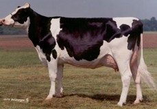 Dixie-Lee Aspen EX-92