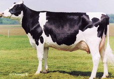 Dixie-Lee Aspen EX-92