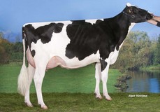 DKR Bayla VG-86