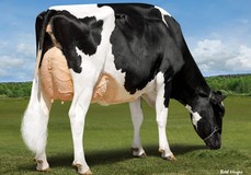 Duckett Doorman Victory, fullsister to Vape EX-90