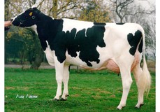 Double Dutch Southland Belle VG-88