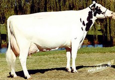 D-R-A August EX-96