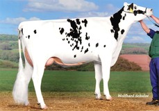 KNS Dreambaby VG-85