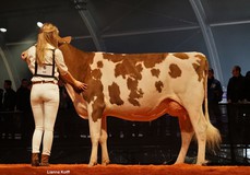 Drouner Aiko 1445 Red VG-89