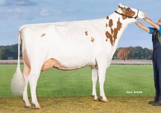 Drouner AJDH Aiko 1267 P-Red EX-90