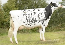 Drouner AJDH Cosmo VG-88