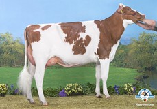 Drouner DH Aiko 1445 VG-89