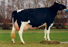 Drouner Ria 372 VG-89