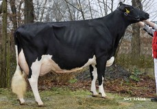 Drouner Ria 745 EX-92; Allen x Drouner Ria 581 VG-89