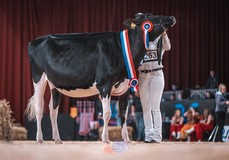 Drouner Sublima 2097 VG-88