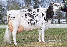 DT Spottie EX-93 (s. Derry), same family VG-87