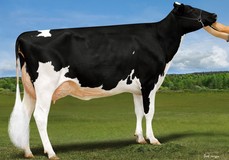 Duckett Chief Vanna VG-88