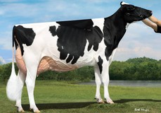 Duckett Harvue Finesse EX-94