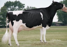 Scientific Debutante Rae EX-92